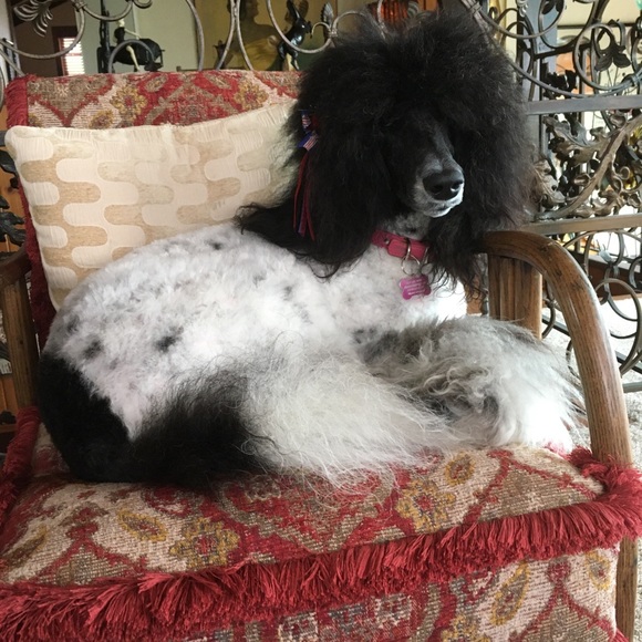 Meet your Posher, Lisa - Picture 2 of 2